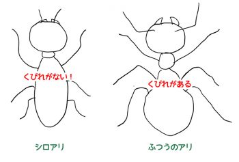 シロアリとアリの区別