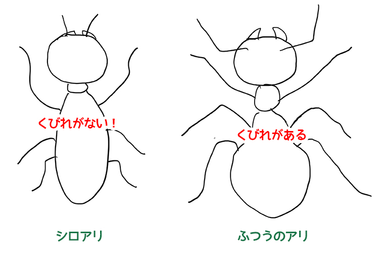 シロアリとアリの区別