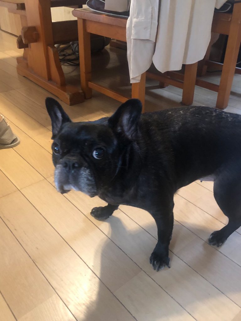 犬の縁の下への侵入防止柵と脱走防止扉でワンコちゃんが出られなくなるのを防止 千葉市 市原市のリフォームの費用価格 犬の縁の下への侵入防止柵と脱走防止扉でワンコちゃんが出られなくなるのを防止 千葉市 市原市のリフォームの費用価格