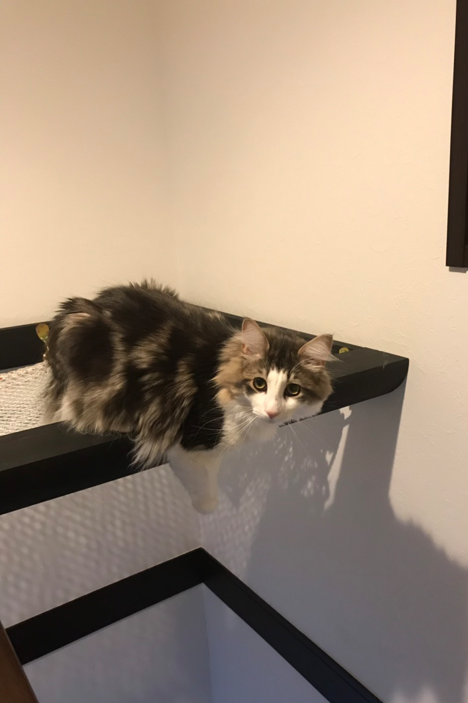 猫の転落防止ネットを階段に設置