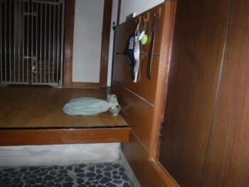 玄関廻り