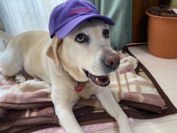 スズユウ工務店の看板犬オパール