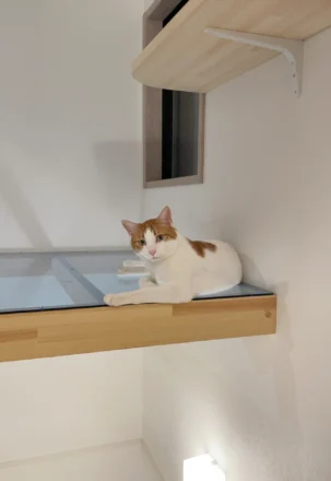 猫ちゃんリフォーム、DIYがプロに頼むより「高くつく」？？？の理由